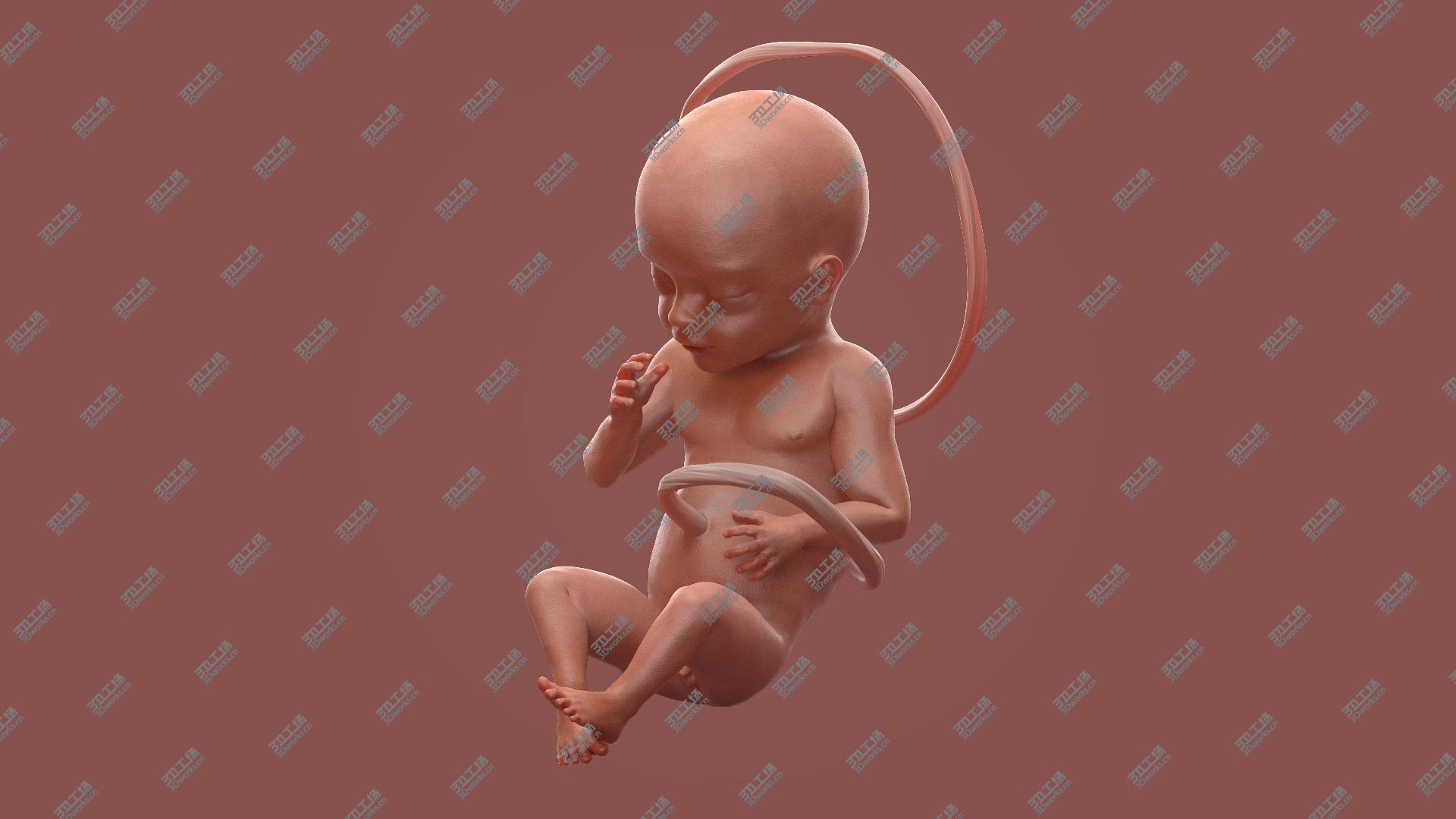 images/goods_img/202104091/Human Fetus at 24 Weeks 3D/2.jpg